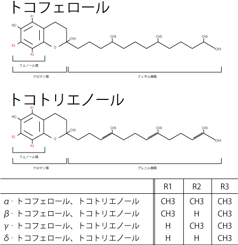 ビタミンE、子宮内膜、老化、アンチエイジング