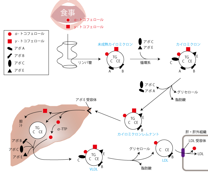 ビタミンE、不妊、針灸、体外受精